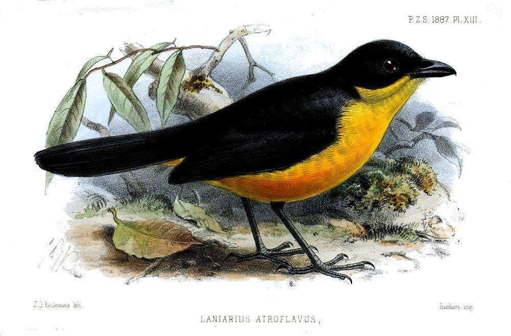 黄胸黑鵙 / Yellow-breasted Boubou / Laniarius atroflavus