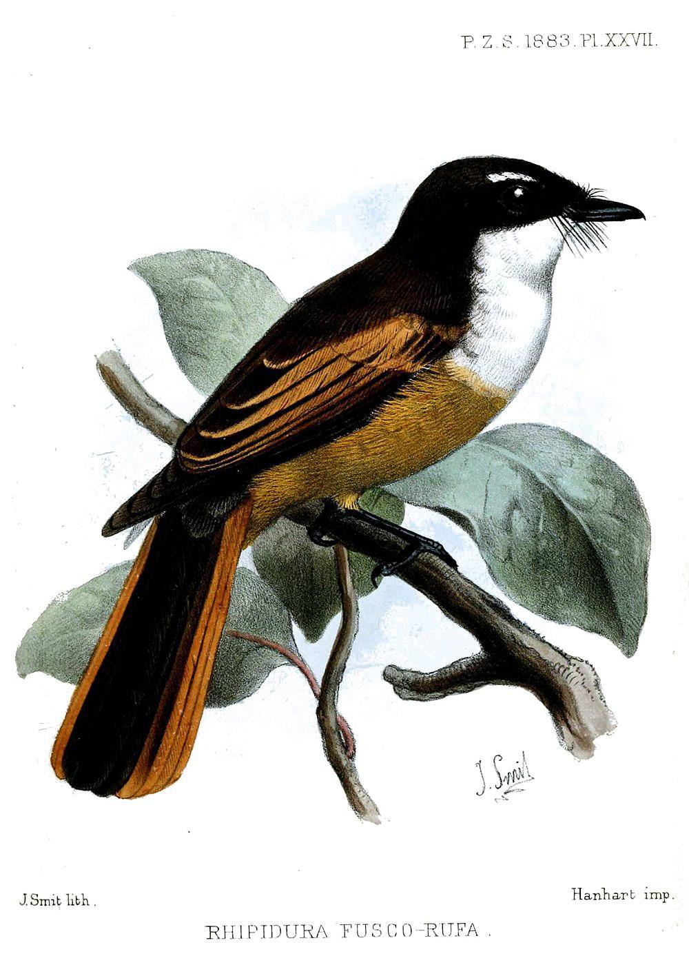 栗尾扇尾鹟 / Cinnamon-tailed Fantail / Rhipidura fuscorufa
