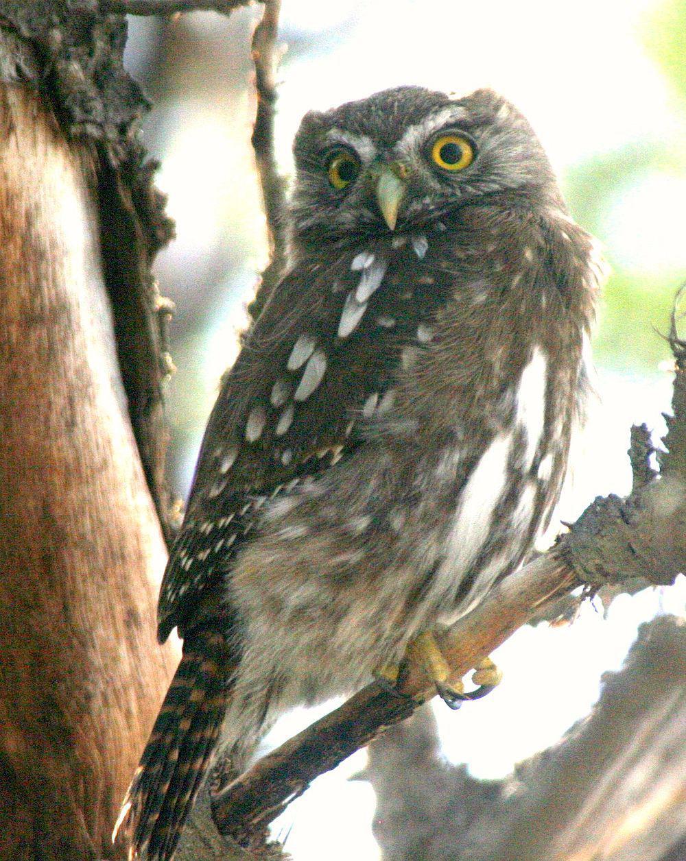南鸺鹠 / Austral Pygmy Owl / Glaucidium nana