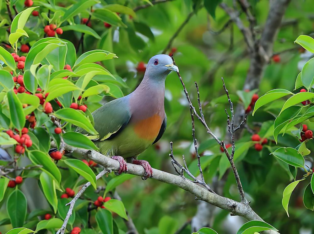 红颈绿鸠 / Pink-necked Green Pigeon / Treron vernans