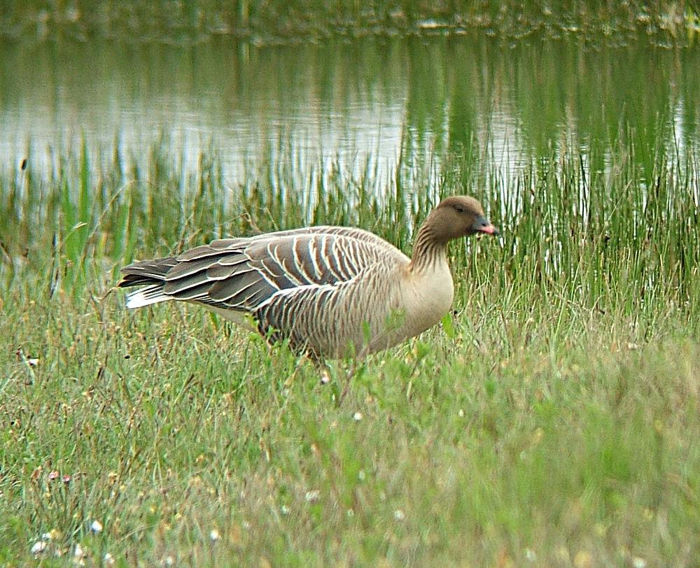 粉脚雁 / Pink-footed Goose / Anser brachyrhynchus