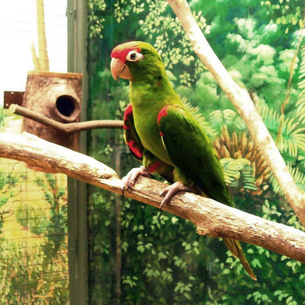 红额鹦哥 / Scarlet-fronted Parakeet / Psittacara wagleri