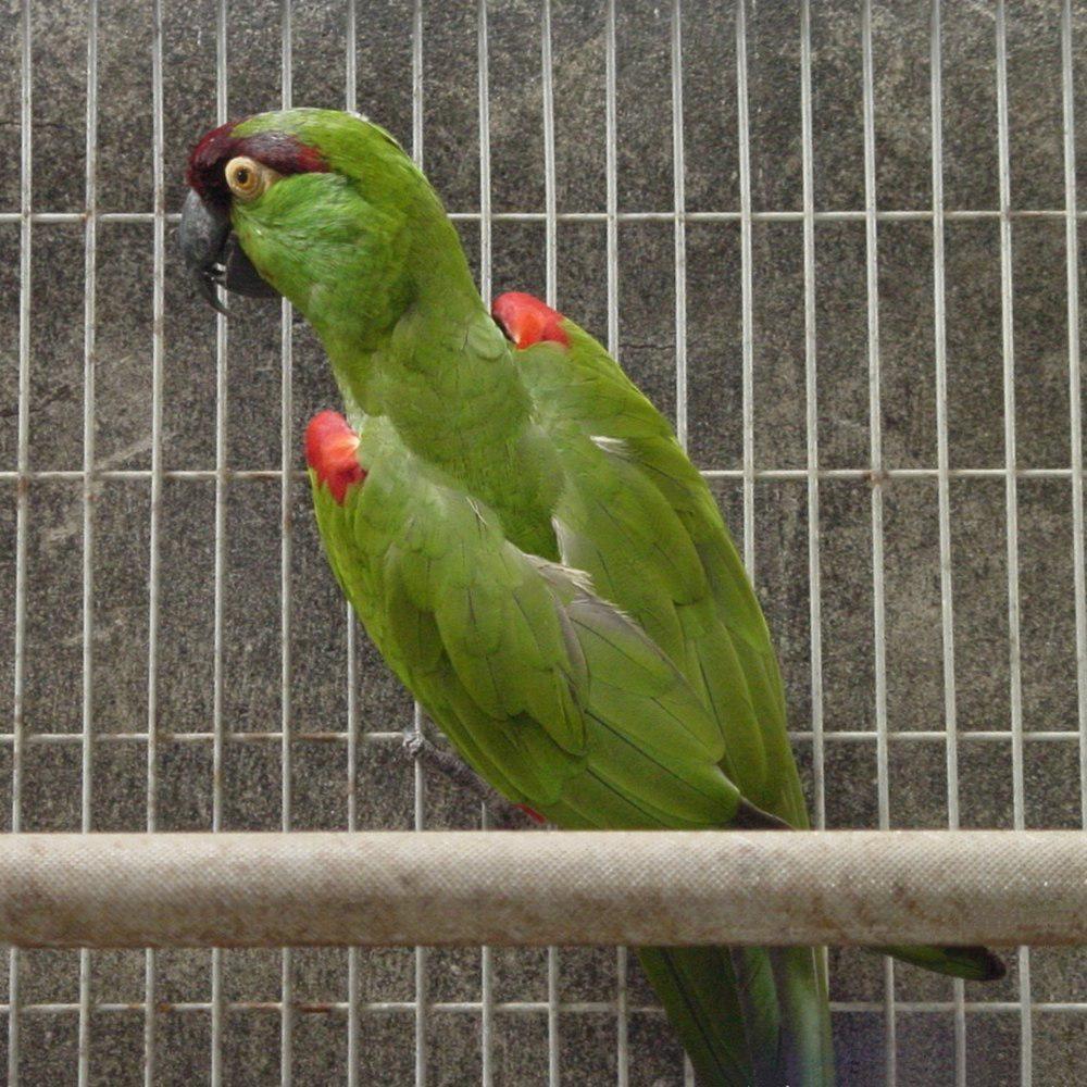 暗红额鹦哥 / Maroon-fronted Parrot / Rhynchopsitta terrisi