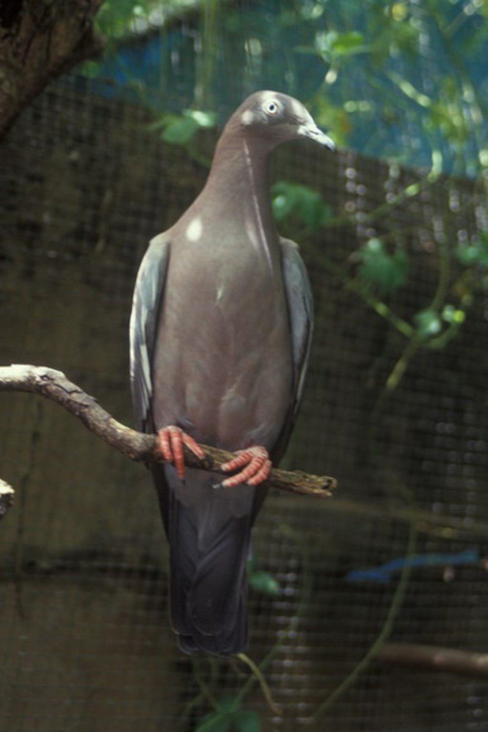纯色鸽 / Plain Pigeon / Patagioenas inornata