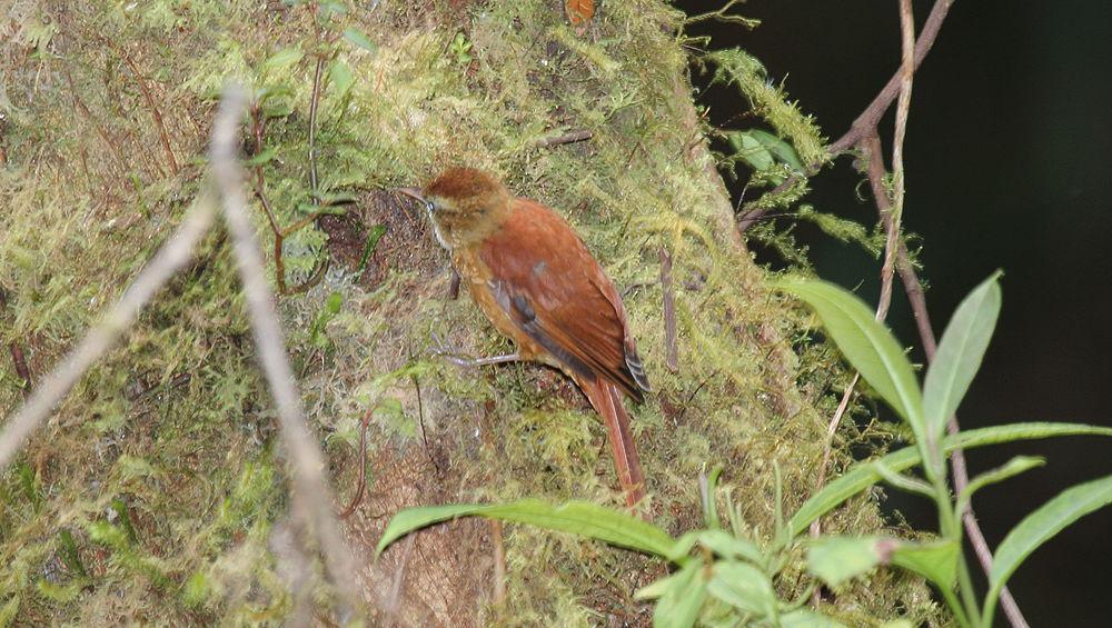棕爬树雀 / Ruddy Treerunner / Margarornis rubiginosus