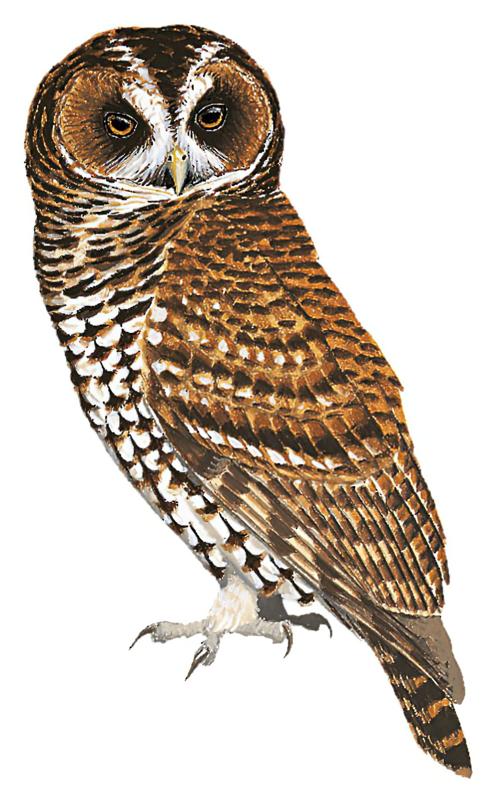 棕斑叫鸮 / Rufous-banded Owl / Strix albitarsis