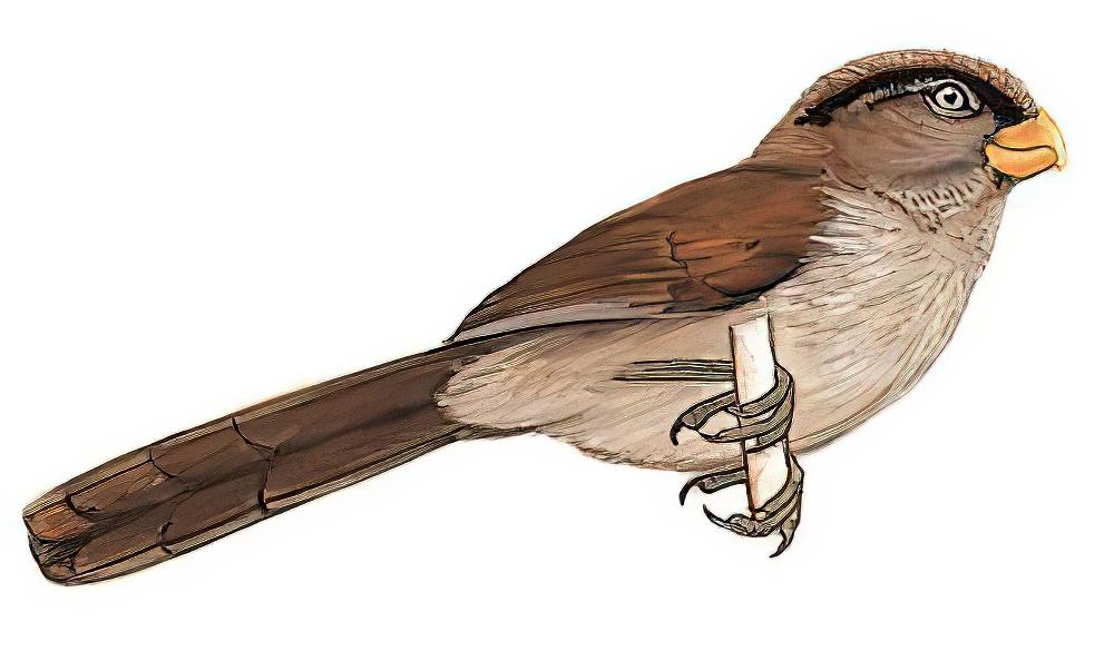 褐鸦雀 / Brown Parrotbill / Cholornis unicolor
