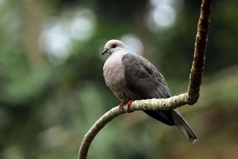 环尾鸽 / Ring-tailed Pigeon / Patagioenas caribaea