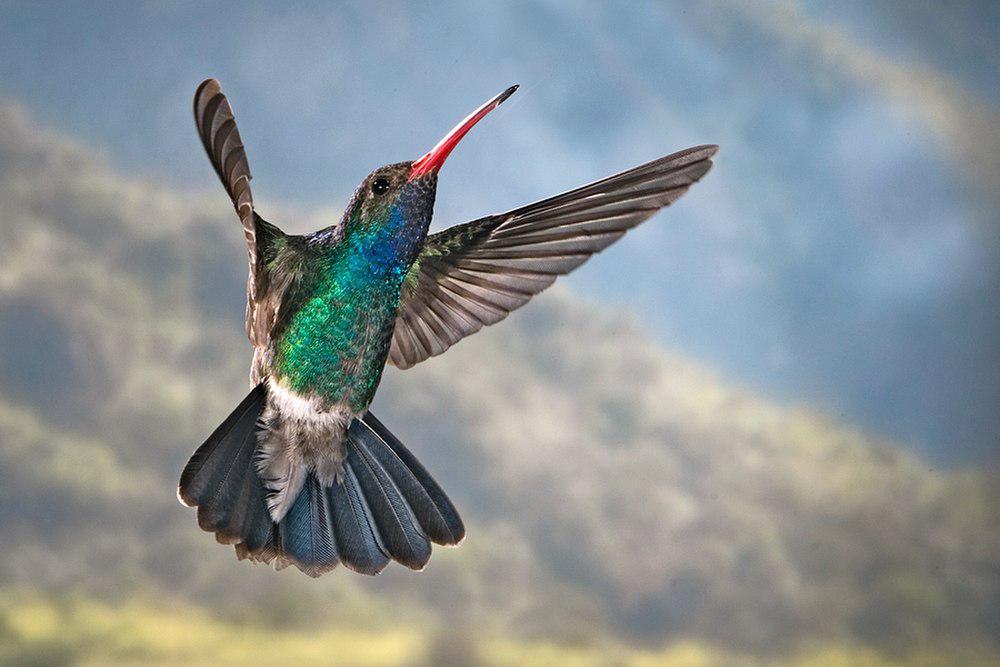 阔嘴蜂鸟 / Broad-billed Hummingbird / Cynanthus latirostris