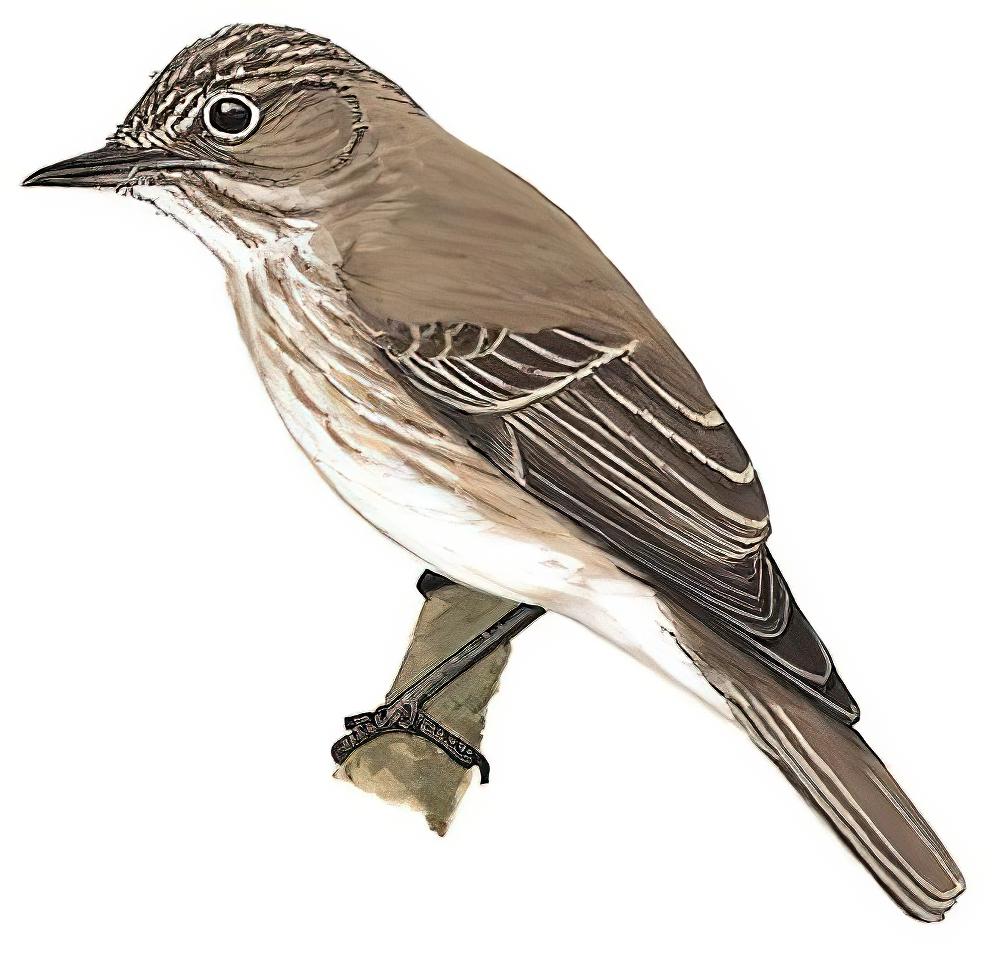 斑鹟 / Spotted Flycatcher / Muscicapa striata
