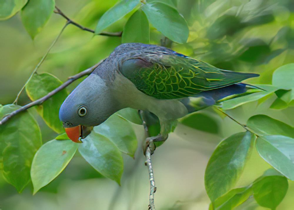 蓝腰短尾鹦鹉 / Blue-rumped Parrot / Psittinus cyanurus