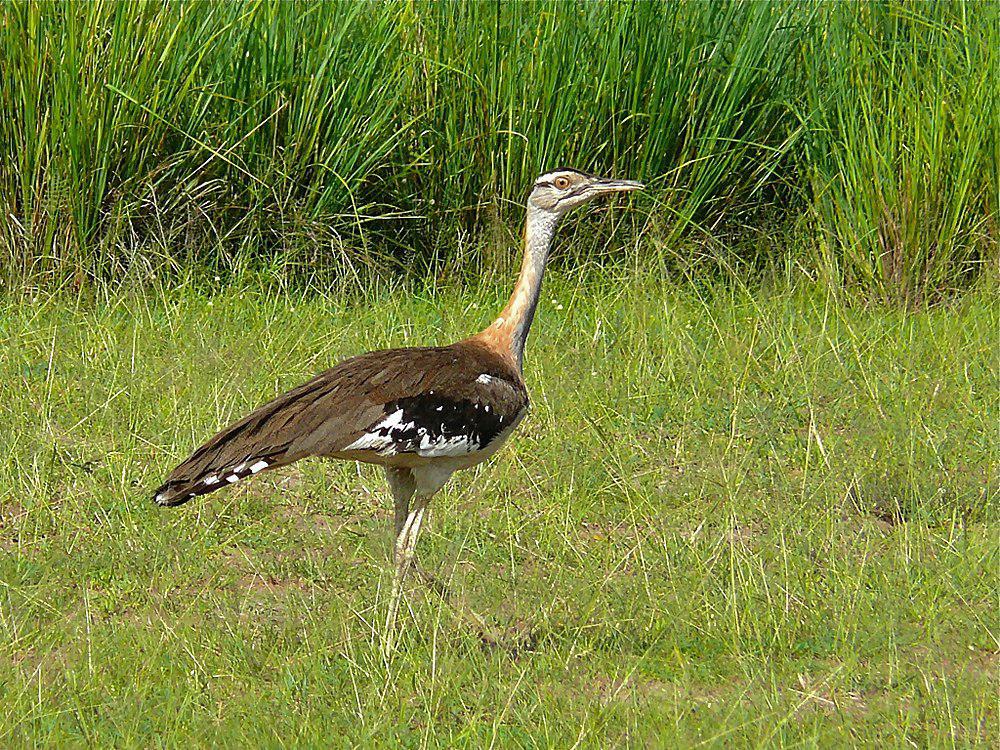 黑冠鸨 / Denham\'s Bustard / Neotis denhami