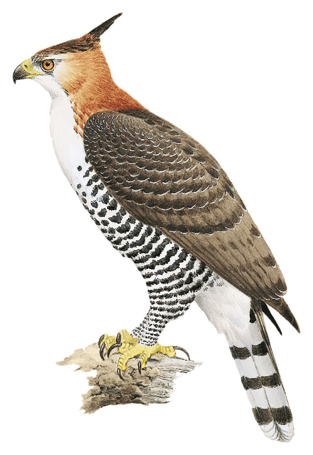 丽鹰雕 / Ornate Hawk-Eagle / Spizaetus ornatus