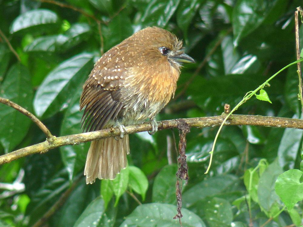 须蓬头䴕 / Moustached Puffbird / Malacoptila mystacalis