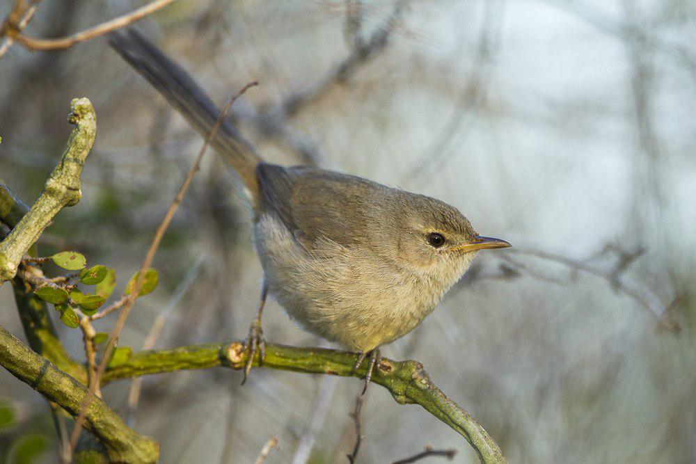 荒漠薮莺 / Subdesert Brush Warbler / Nesillas lantzii