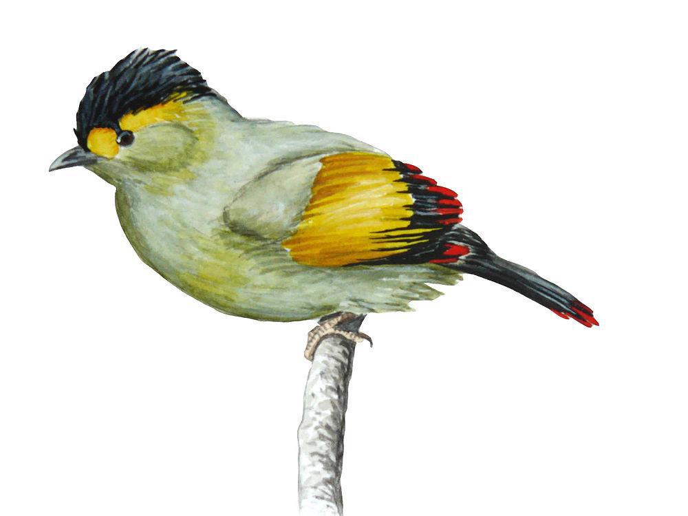 布坤薮鹛 / Bugun Liocichla / Liocichla bugunorum