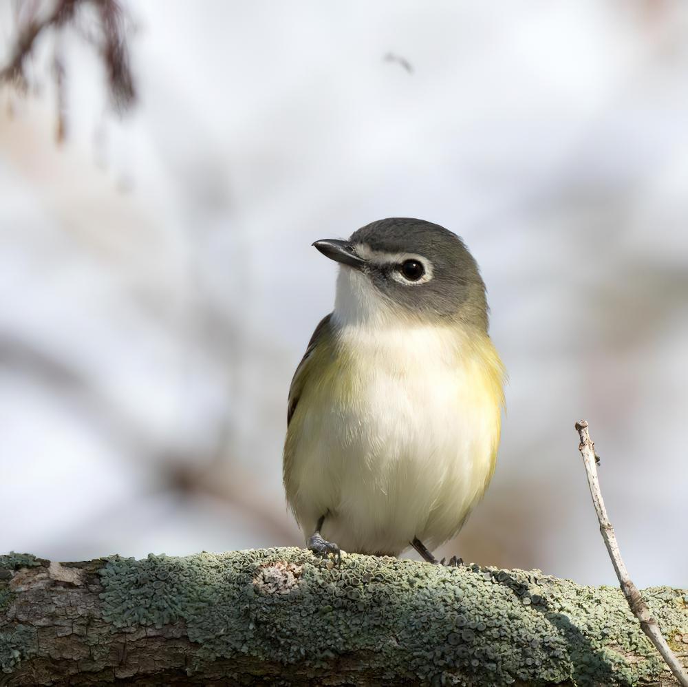 蓝头莺雀 / Blue-headed Vireo / Vireo solitarius