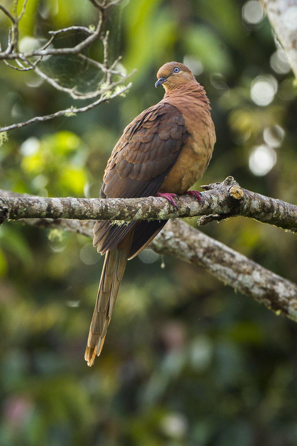 褐鹃鸠 / Brown Cuckoo-Dove / Macropygia phasianella