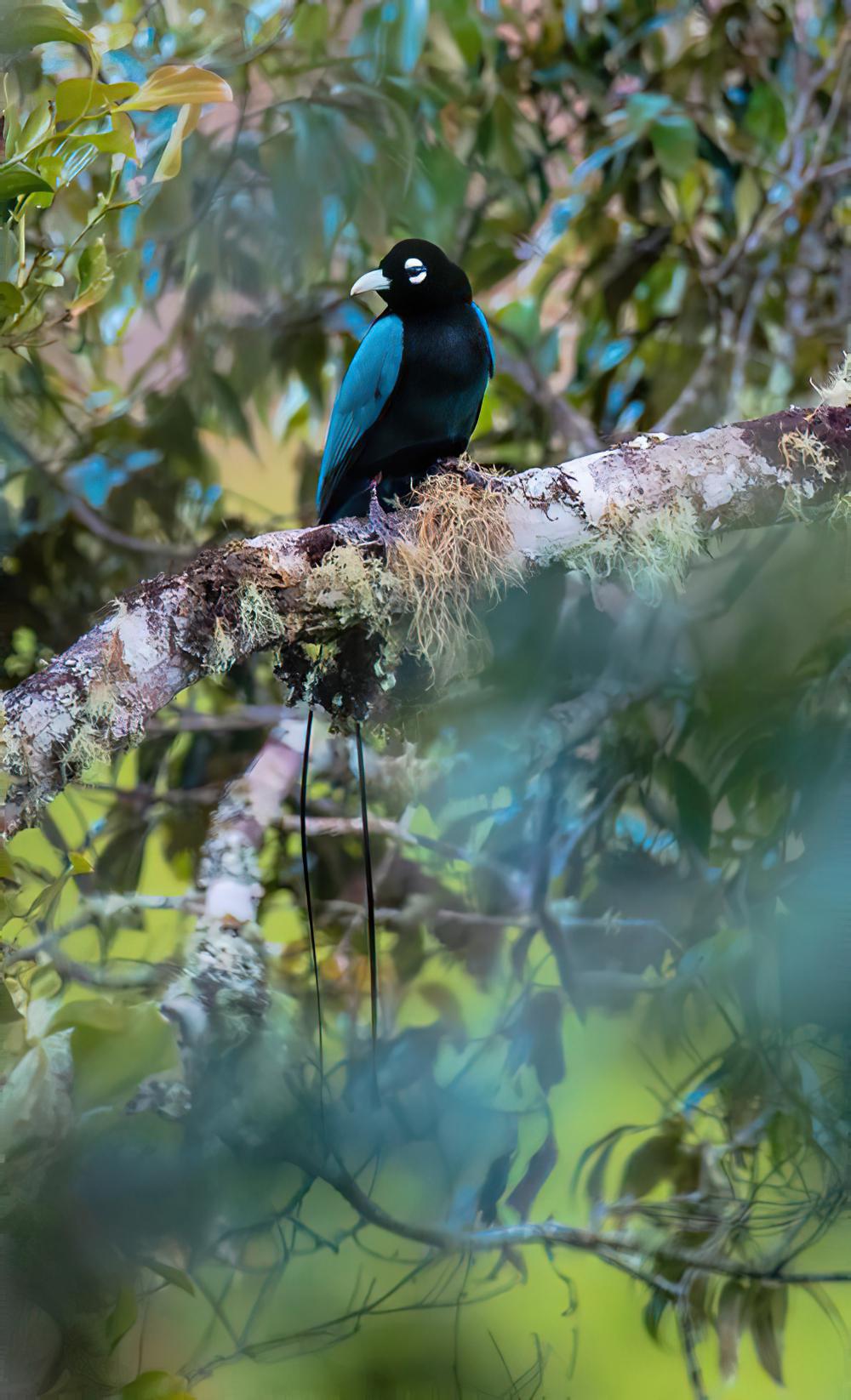 蓝极乐鸟 / Blue Bird-of-paradise / Paradisaea rudolphi