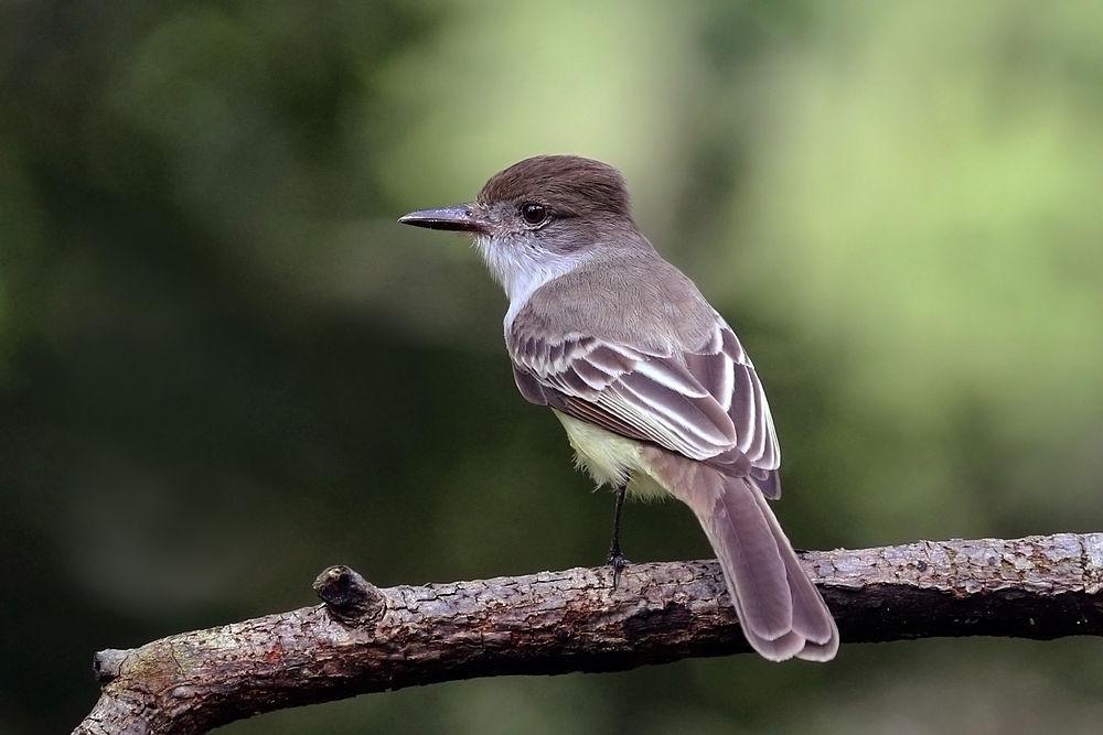 憨蝇霸鹟 / Stolid Flycatcher / Myiarchus stolidus