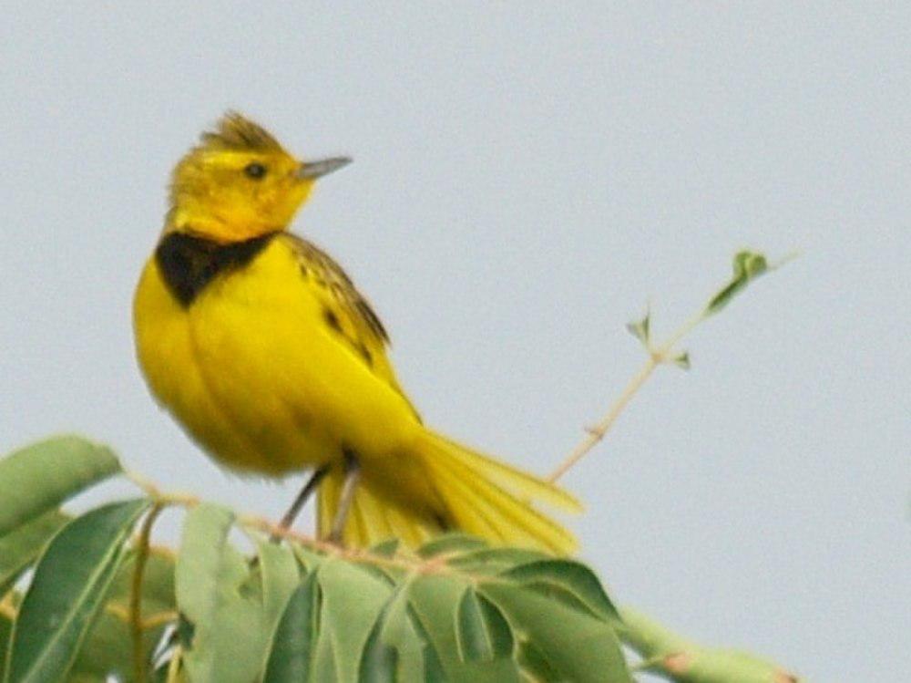 金鹨 / Golden Pipit / Tmetothylacus tenellus