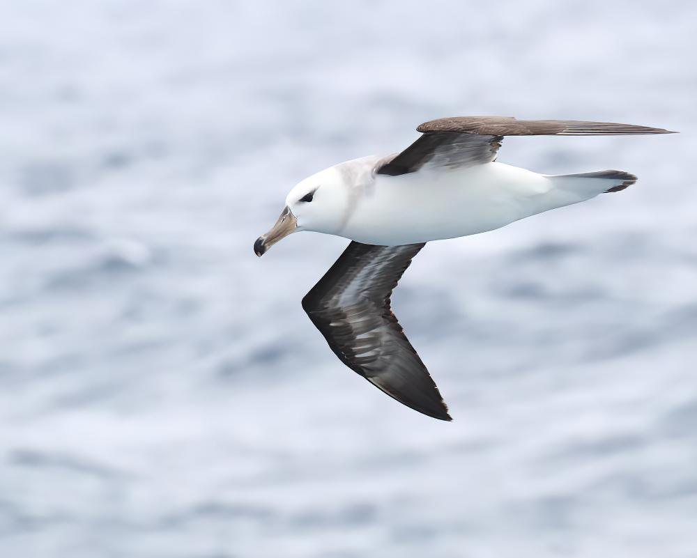 黑眉信天翁 / Black-browed Albatross / Thalassarche melanophris