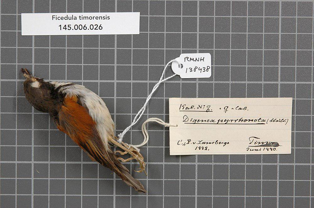 帝汶姬鹟 / Black-banded Flycatcher / Ficedula timorensis
