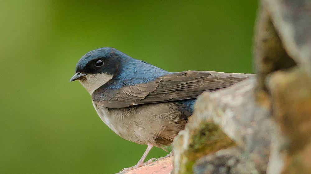 褐腹南美燕 / Brown-bellied Swallow / Notiochelidon murina