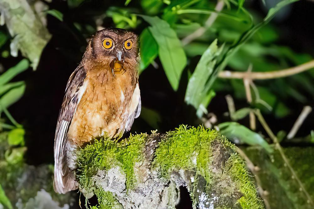 茶腹角鸮 / Tawny-bellied Screech Owl / Megascops watsonii
