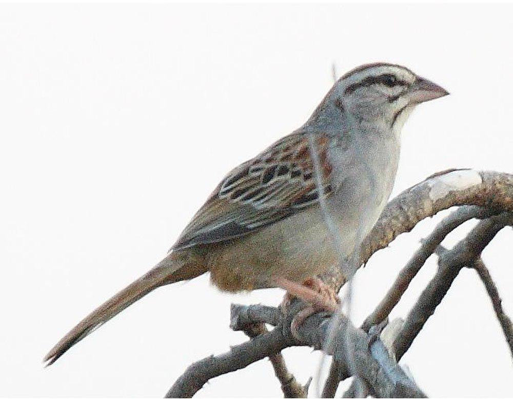 红尾猛雀鹀 / Cinnamon-tailed Sparrow / Peucaea sumichrasti