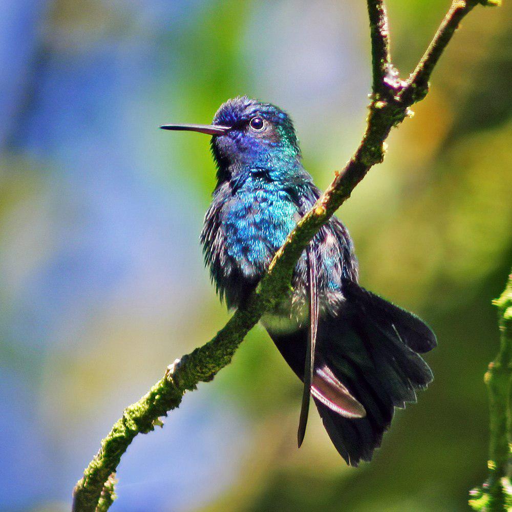 蓝头蜂鸟 / Blue-headed Hummingbird / Riccordia bicolor