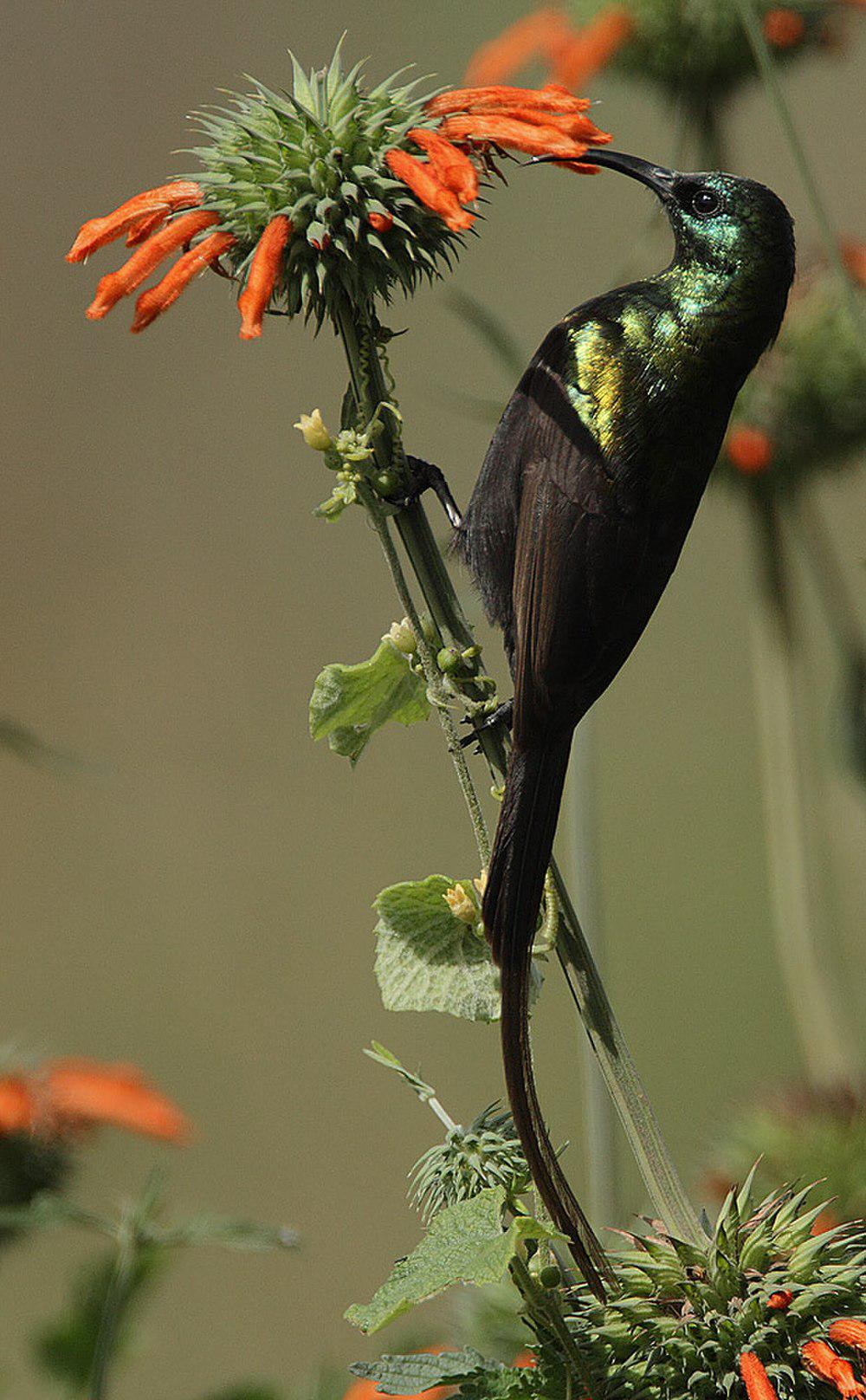 长尾铜花蜜鸟 / Bronzy Sunbird / Nectarinia kilimensis
