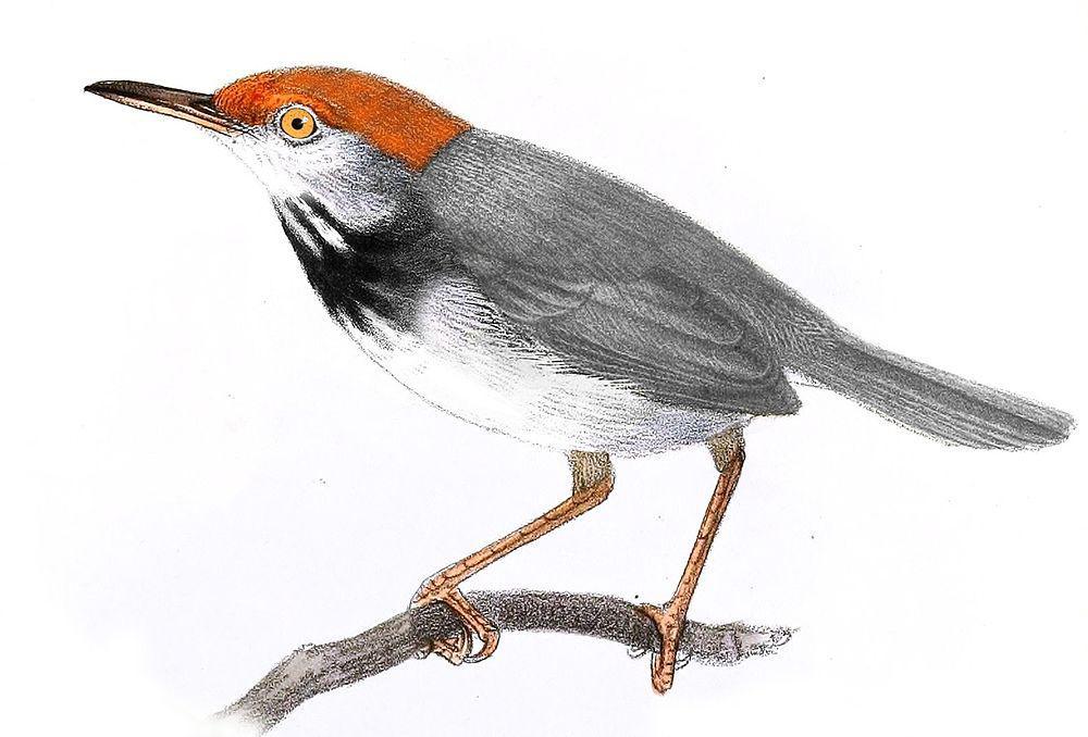 柬埔寨缝叶莺 / Cambodian Tailorbird / Orthotomus chaktomuk