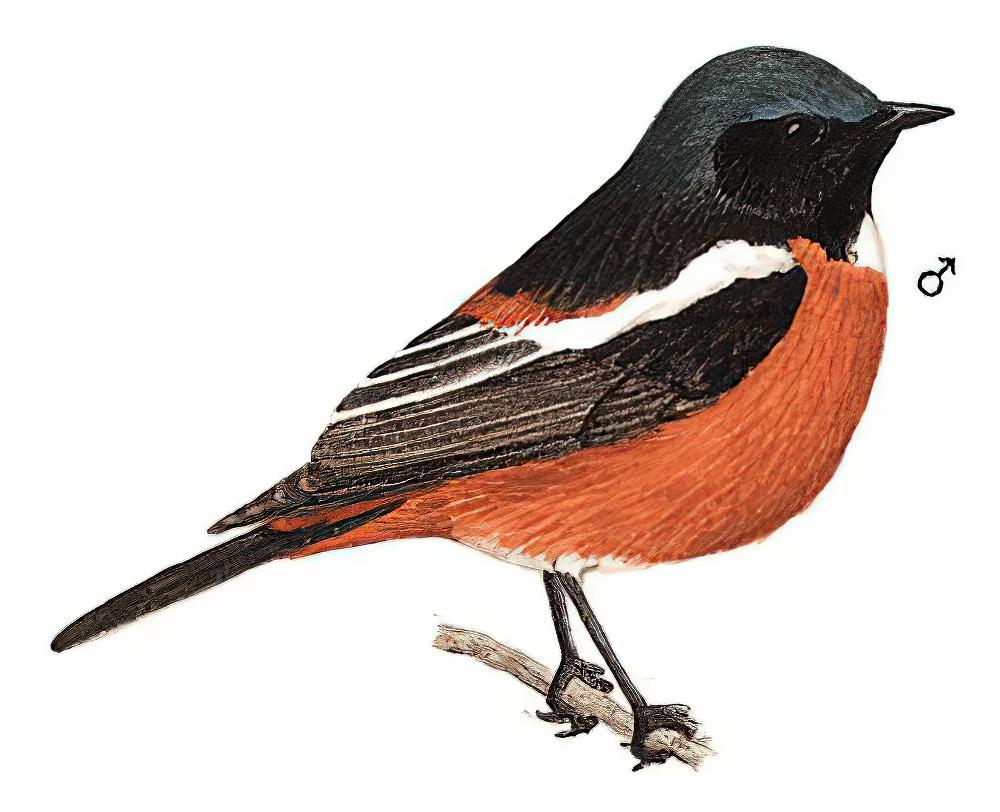 白喉红尾鸲 / White-throated Redstart / Phoenicurus schisticeps