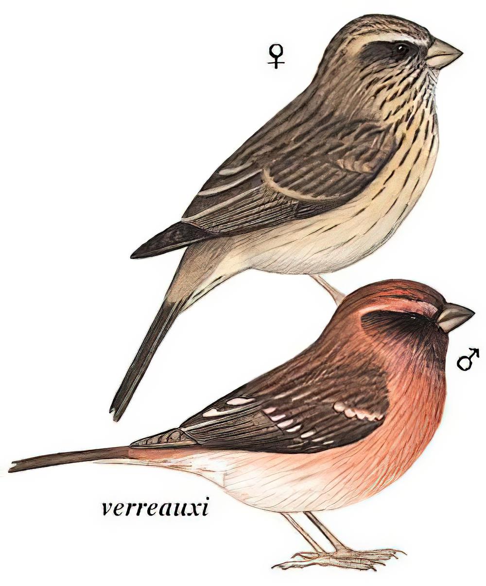 喜山点翅朱雀 / Spot-winged Rosefinch / Carpodacus rodopeplus