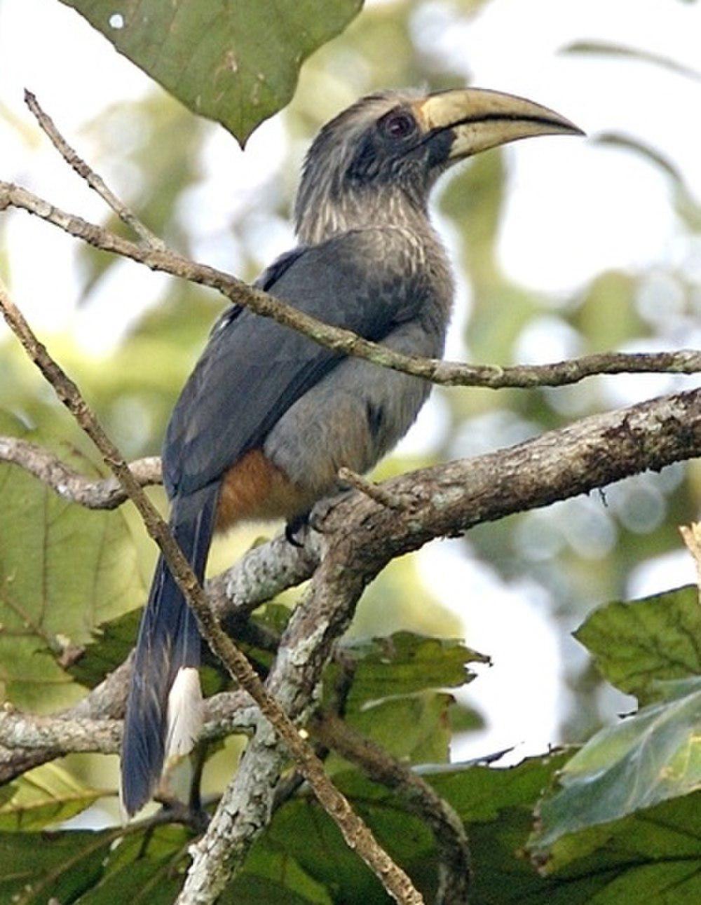 印度灰犀鸟 / Malabar Grey Hornbill / Ocyceros griseus