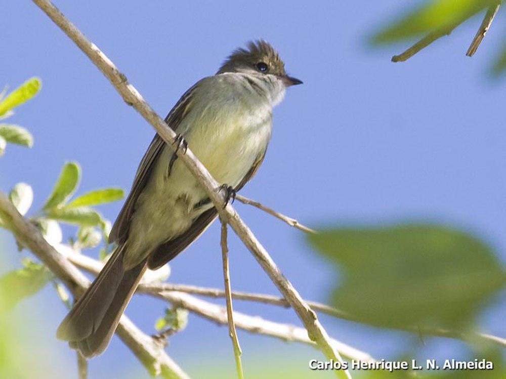 大拟霸鹟 / Large Elaenia / Elaenia spectabilis