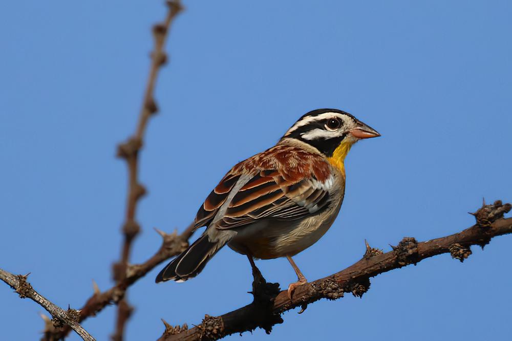 金胸鹀 / Golden-breasted Bunting / Emberiza flaviventris