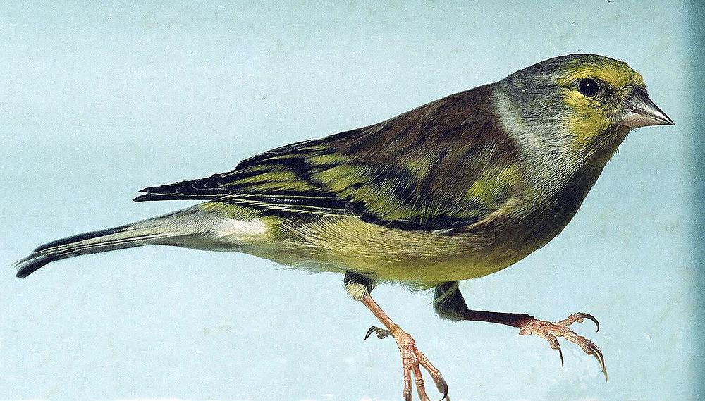 科西嘉黄丝雀 / Corsican Finch / Carduelis corsicana