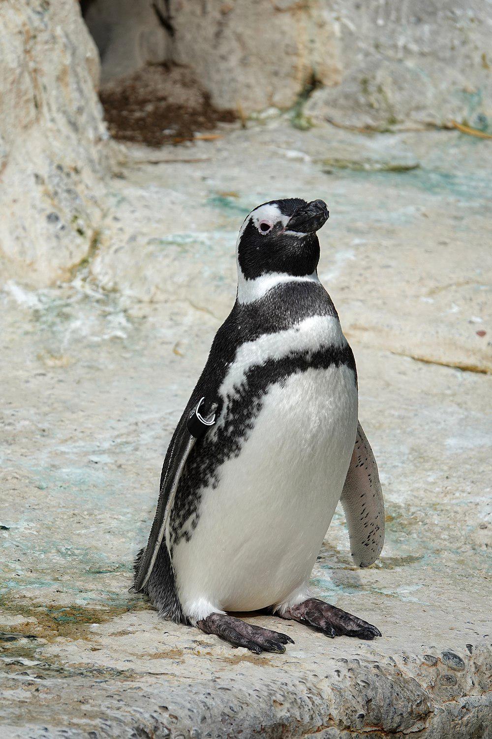 南美企鹅 / Magellanic Penguin / Spheniscus magellanicus