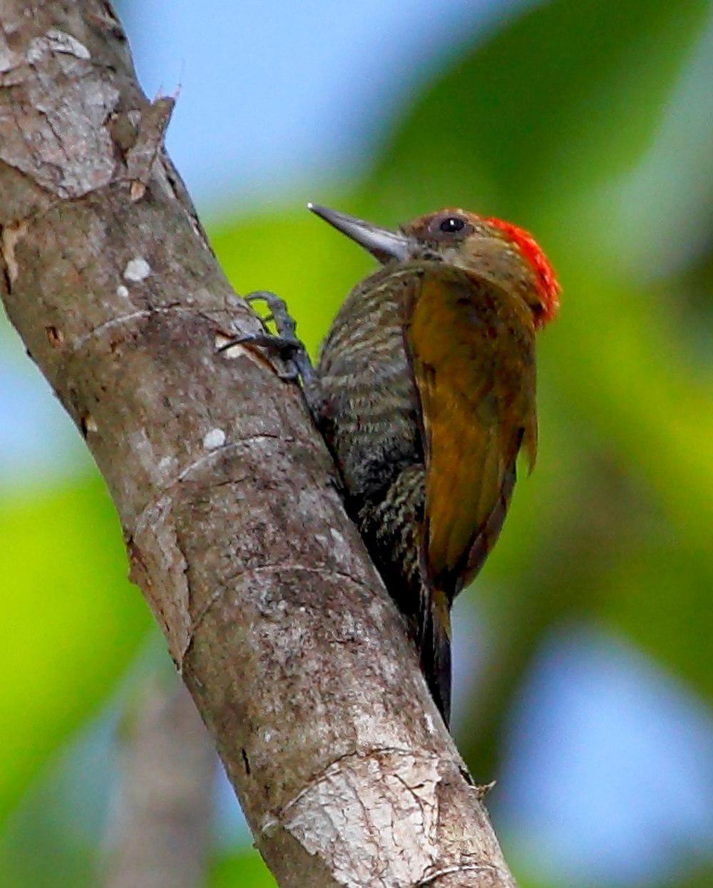 红晕啄木鸟 / Red-stained Woodpecker / Veniliornis affinis