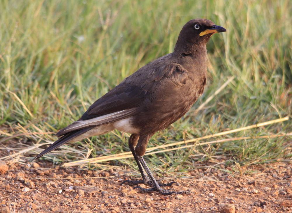 非洲丽椋鸟 / Pied Starling / Lamprotornis bicolor