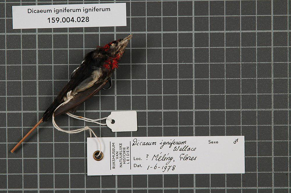 黑额啄花鸟 / Black-fronted Flowerpecker / Dicaeum igniferum