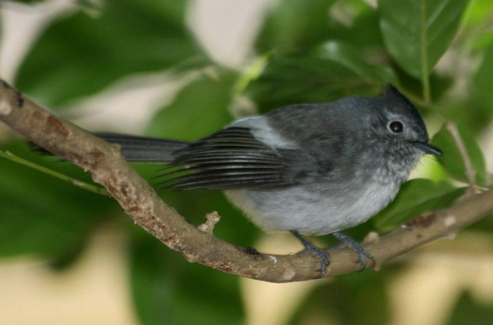 非洲凤头鹟 / Blue-mantled Crested Flycatcher / Trochocercus cyanomelas