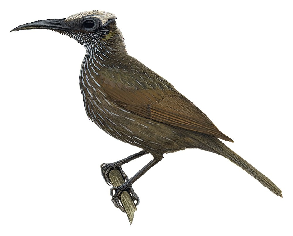 摩鹿加吮蜜鸟 / White-streaked Friarbird / Melitograis gilolensis