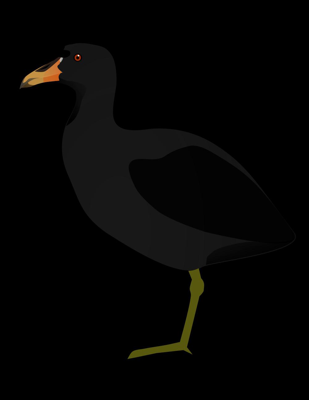 角骨顶 / Horned Coot / Fulica cornuta