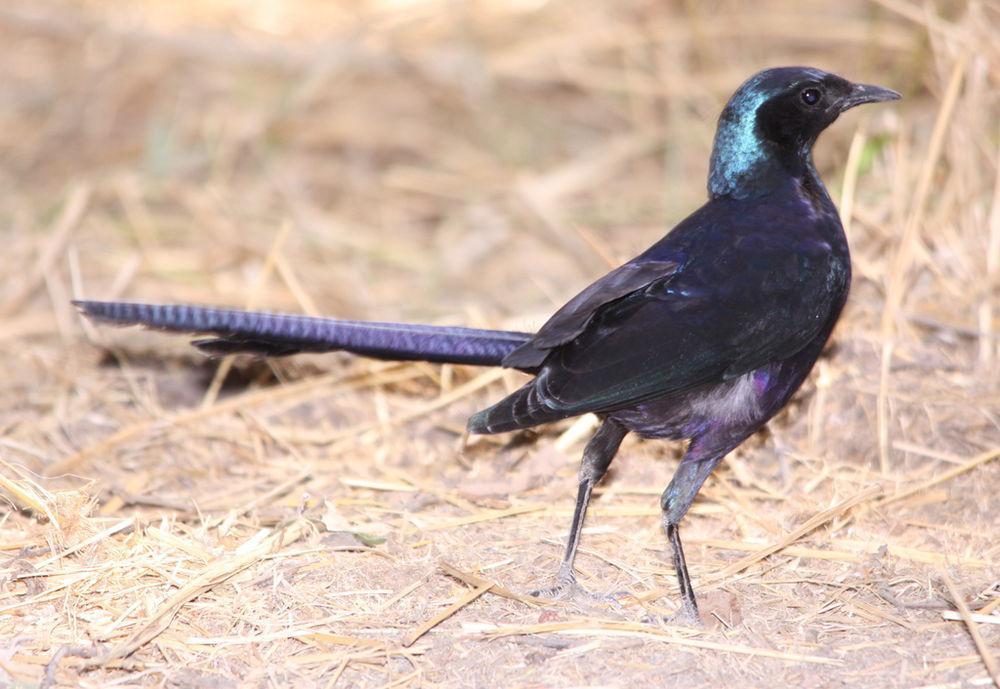 米氏辉椋鸟 / Meves\'s Starling / Lamprotornis mevesii