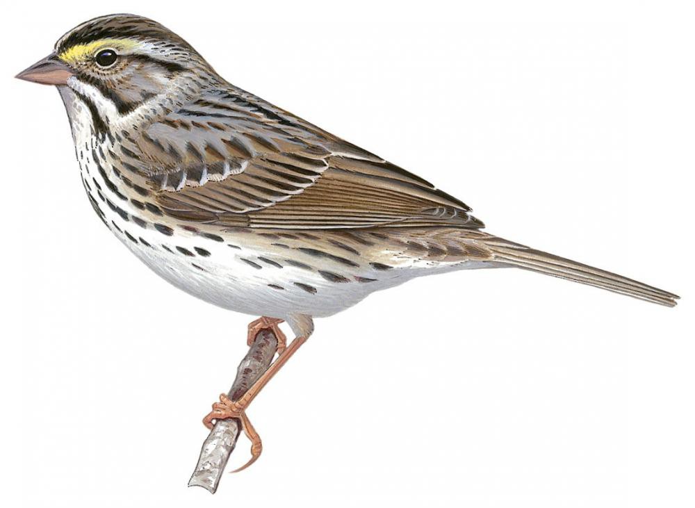 稀树草鹀 / Savannah Sparrow / Passerculus sandwichensis