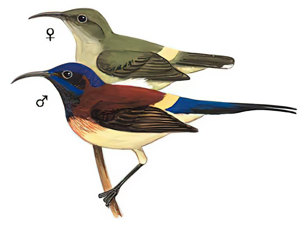 黑胸太阳鸟 / Black-throated Sunbird / Aethopyga saturata