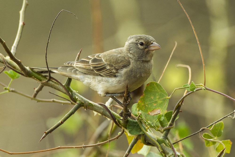 黄斑石雀 / Yellow-spotted Bush Sparrow / Gymnoris pyrgita